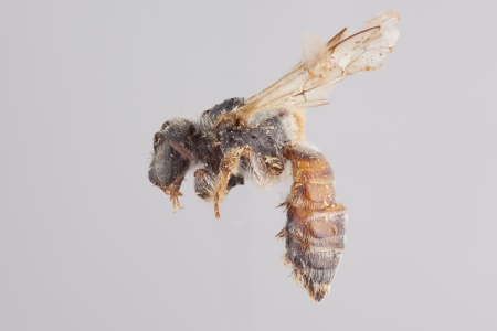 [Protodufourea female (lateral/side view) thumbnail]